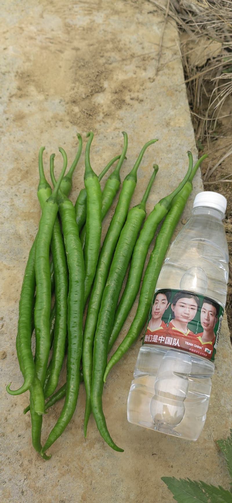 广西线椒，3号，8号，产地一手货源，质量保证，货源充足