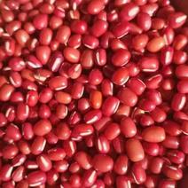 东北红小豆颗粒饱满沙糯产地直发品质保证多规格欢迎咨询