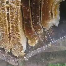 大山土蜂蜜蜂蛹