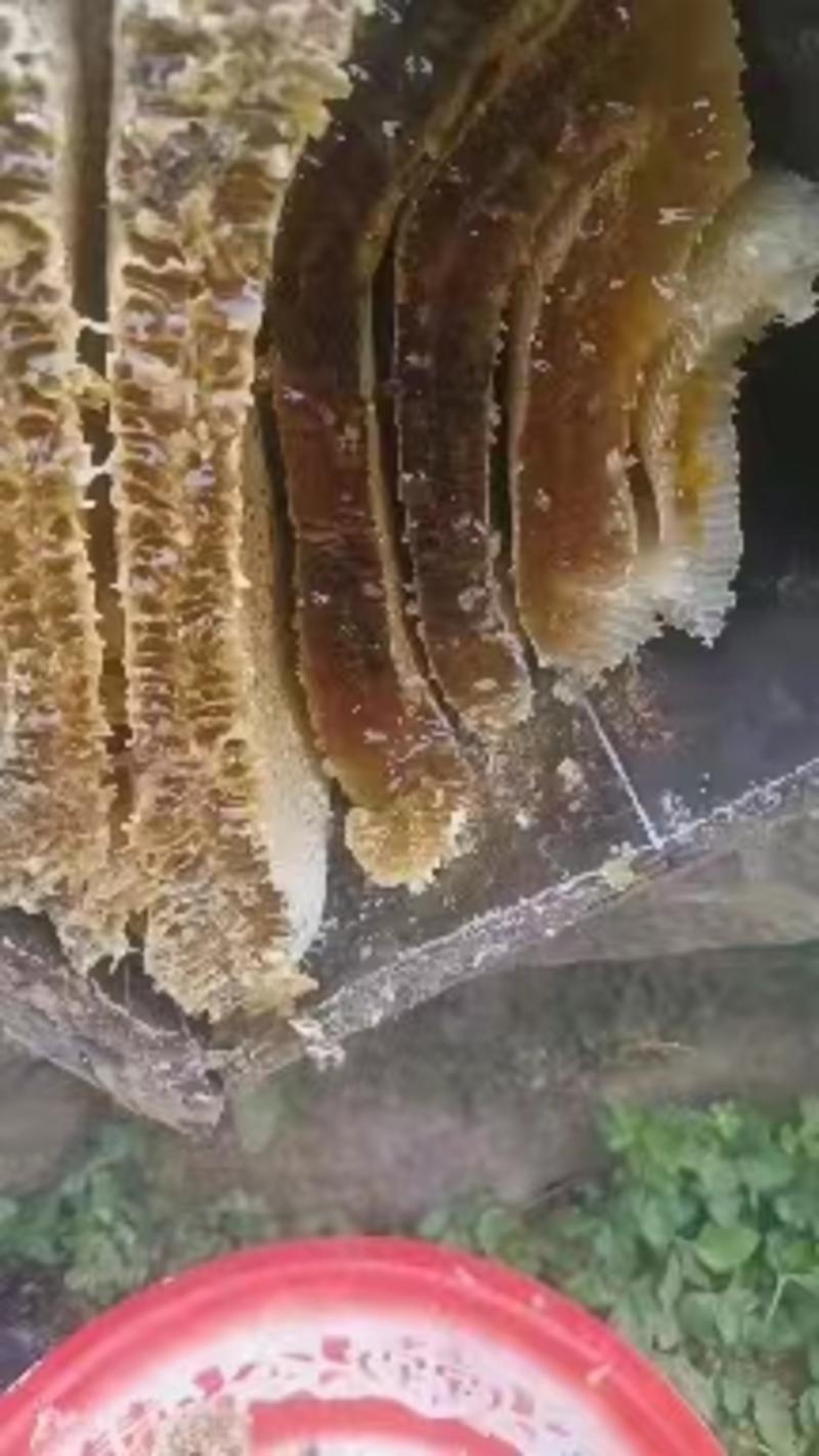 大山土蜂蜜蜂蛹