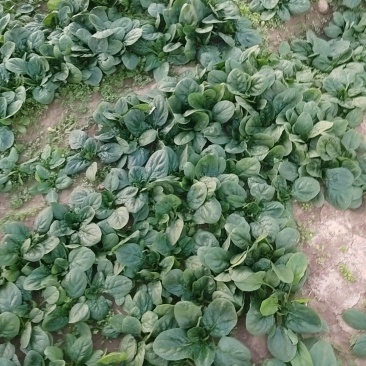 扒地菠菜