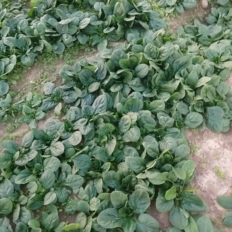 扒地菠菜