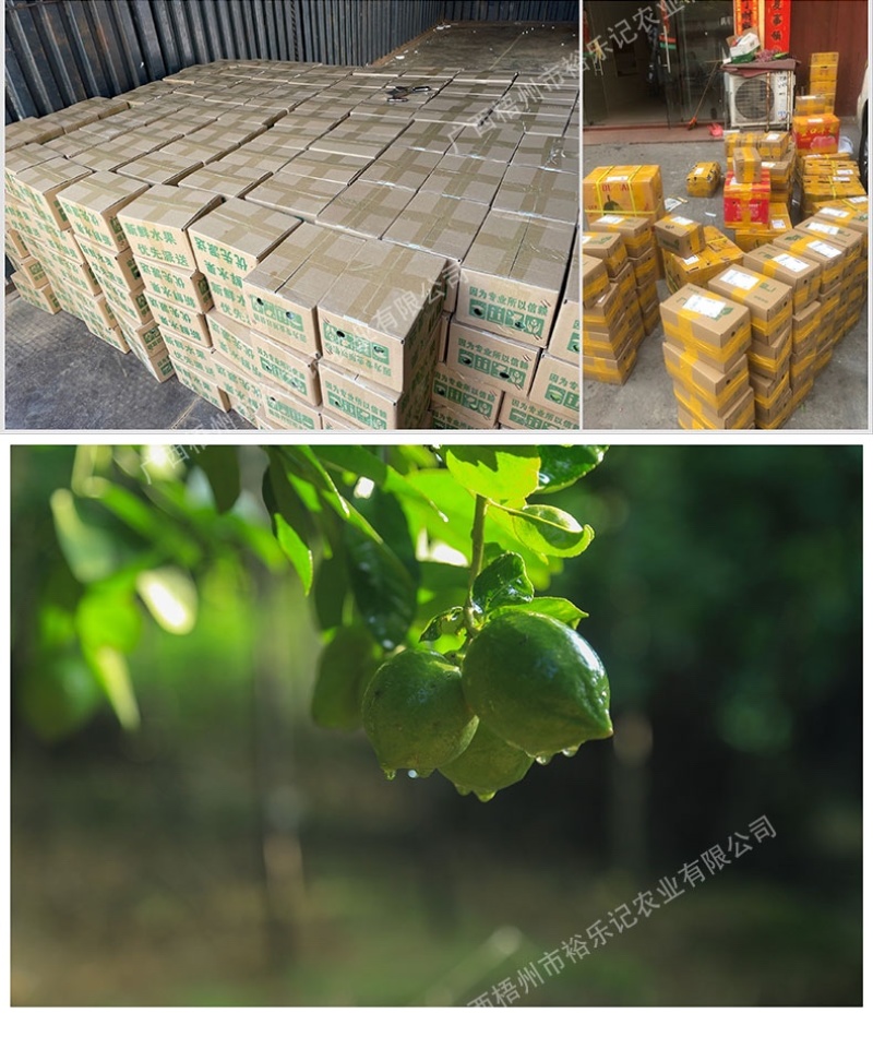 茶饮专用广东香水柠檬香水柠檬产地直供裕乐出品