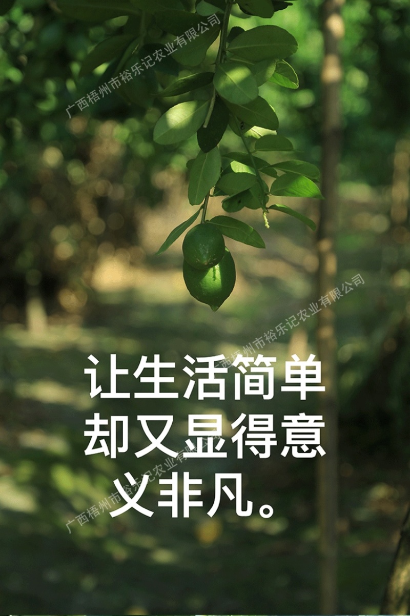 茶饮专用广东香水柠檬香水柠檬产地直供裕乐出品