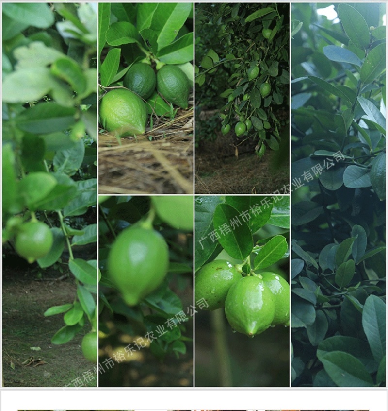 茶饮专用广东香水柠檬香水柠檬产地直供裕乐出品