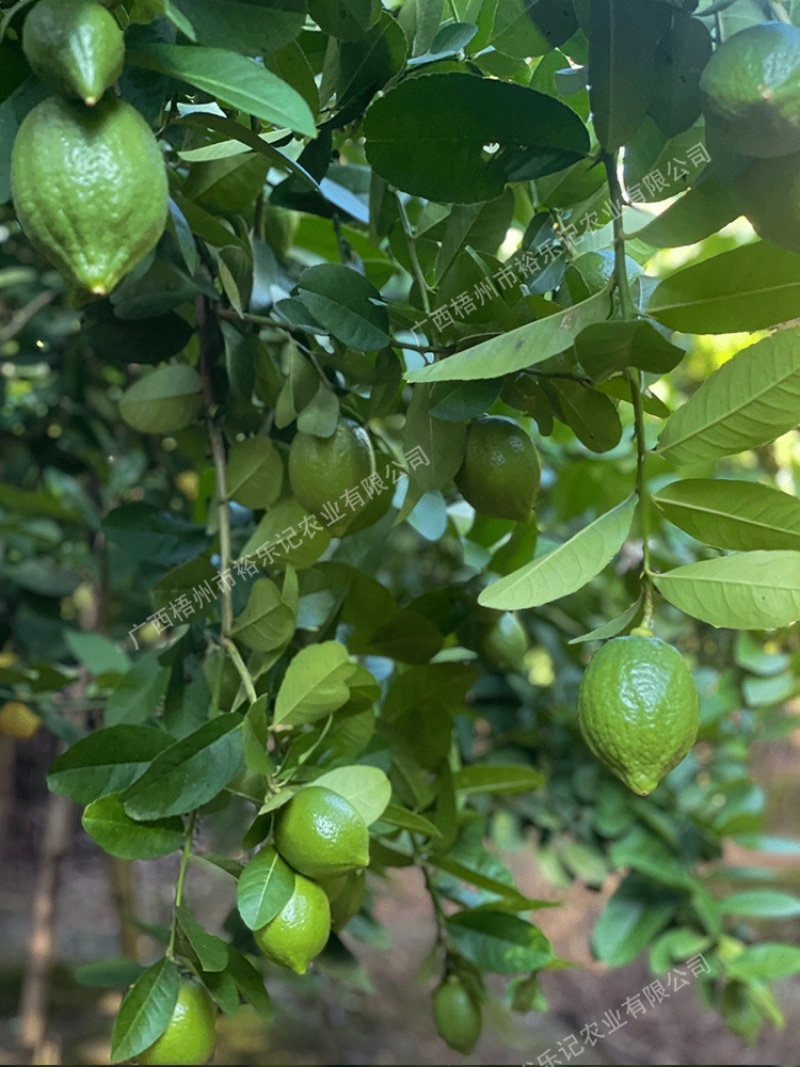茶饮专用广东香水柠檬香水柠檬产地直供裕乐出品