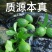 茶饮专用广东香水柠檬香水柠檬产地直供裕乐出品