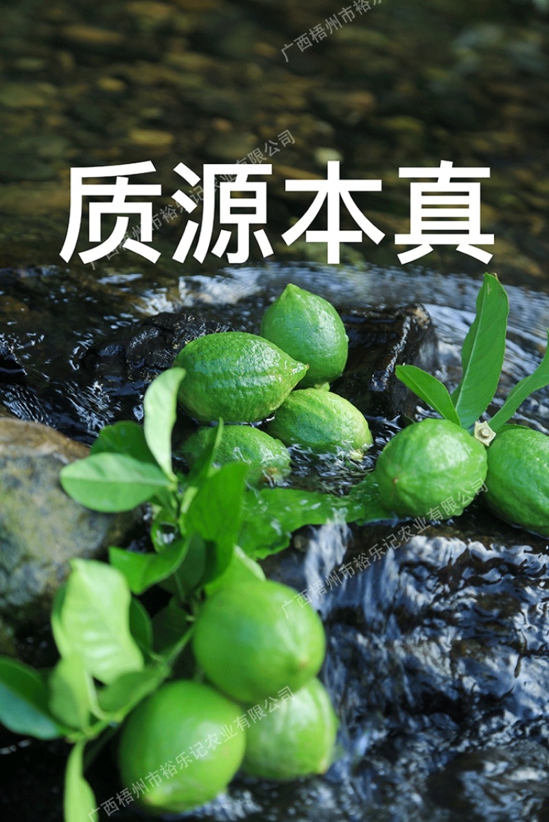 茶饮专用广东香水柠檬香水柠檬产地直供裕乐出品