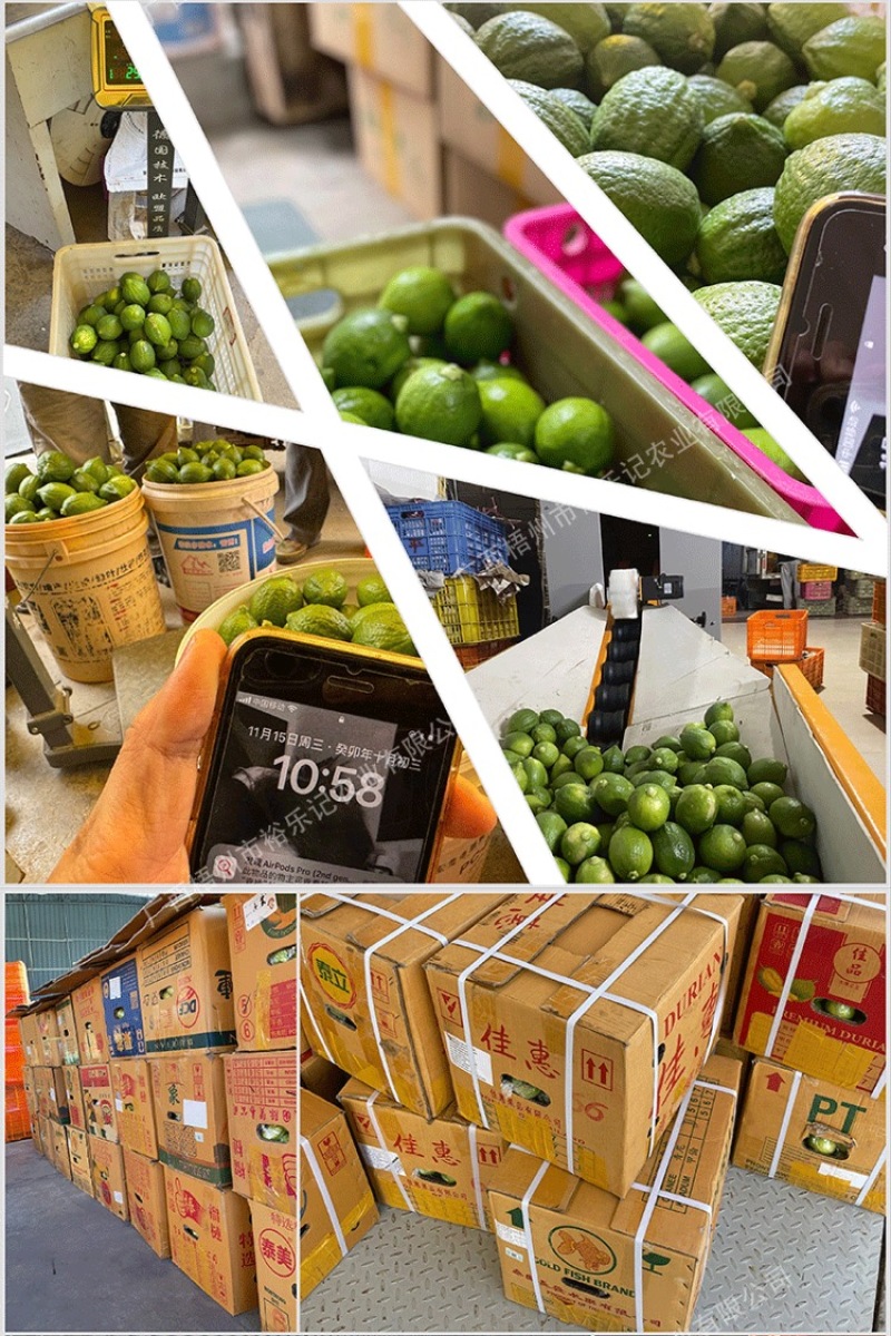 茶饮专用广东香水柠檬香水柠檬产地直供裕乐出品