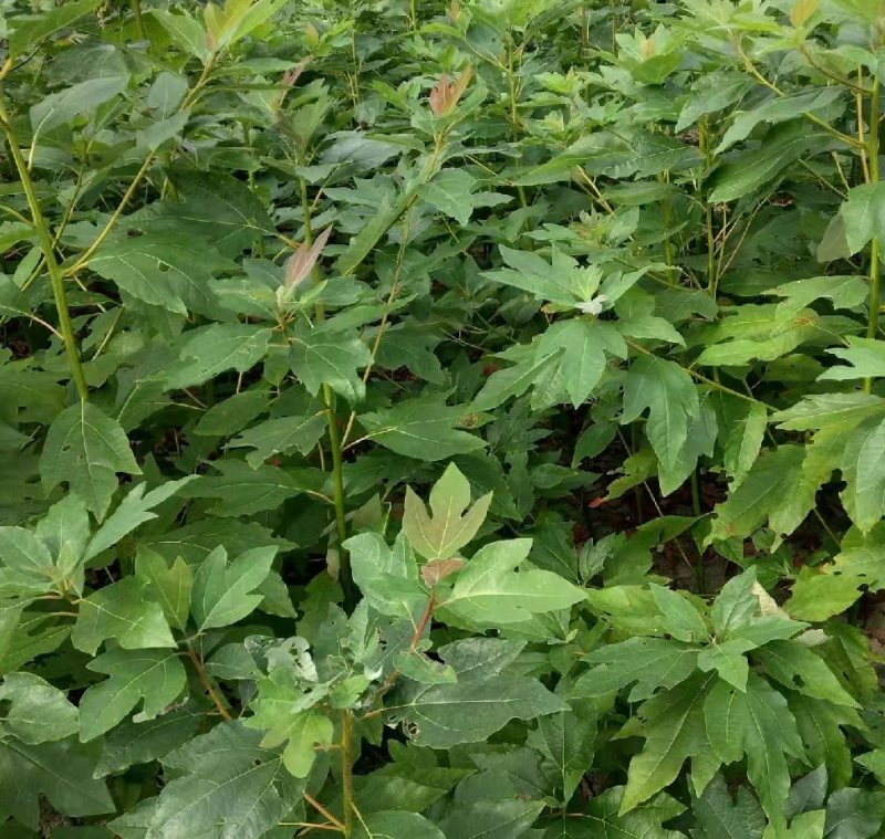 檫木苗（花楸树苗）提供两证一签一说明和发票