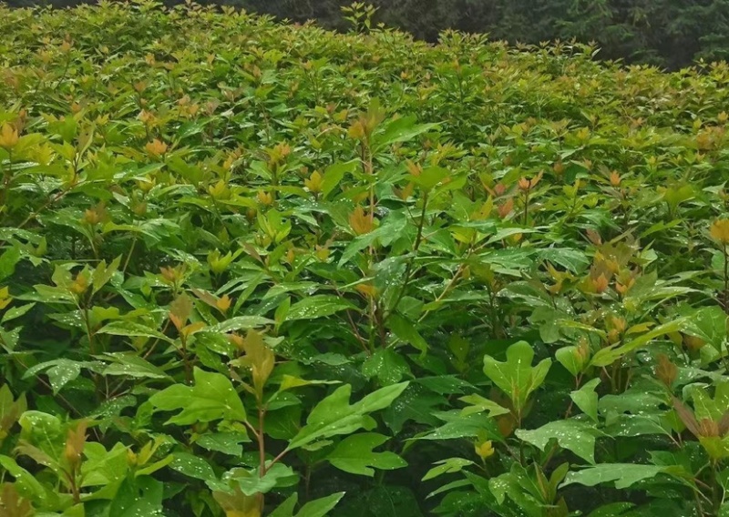 檫木苗（花楸树苗）提供两证一签一说明和发票