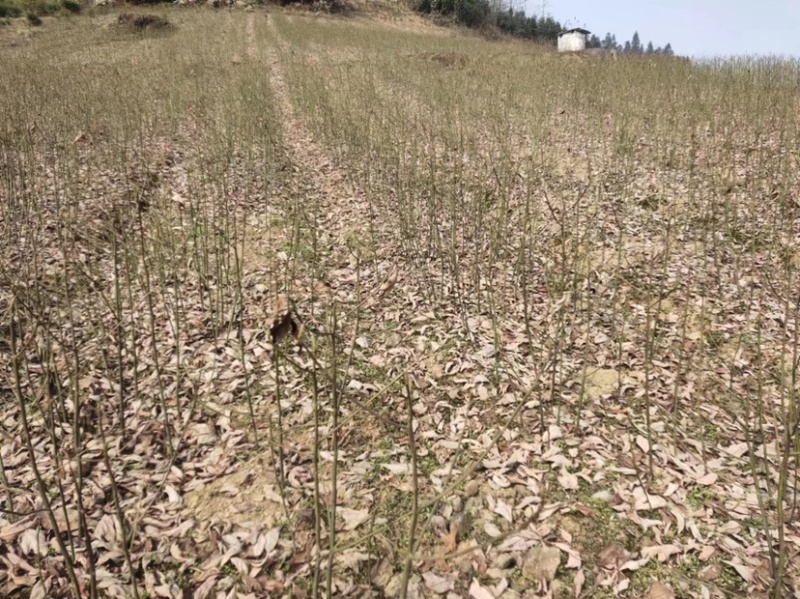 檫木苗（花楸树苗）提供两证一签一说明和发票