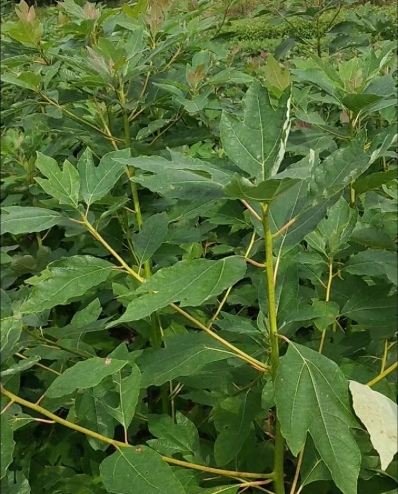 檫木苗（花楸树苗）提供两证一签一说明和发票
