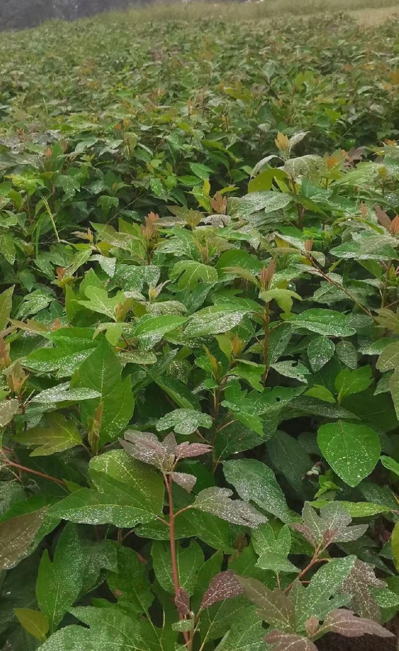 檫木苗（花楸树苗）提供两证一签一说明和发票