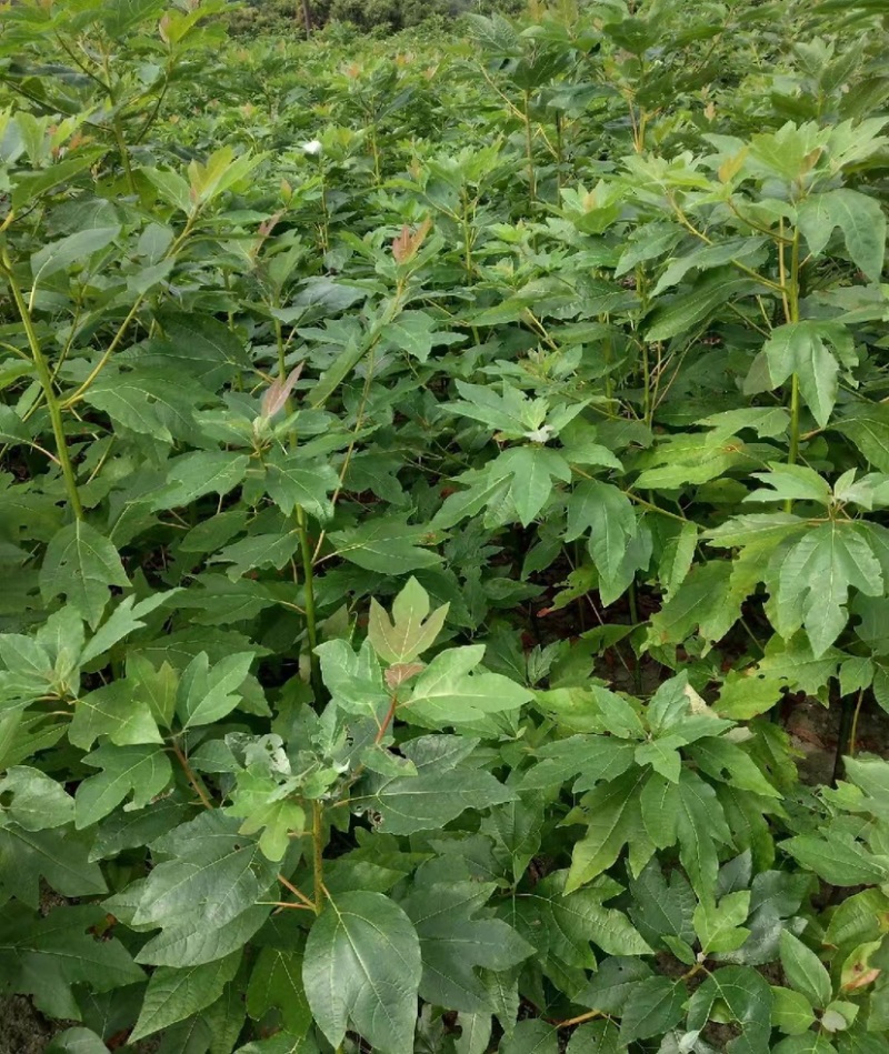 檫木苗（花楸树苗）提供两证一签一说明和发票