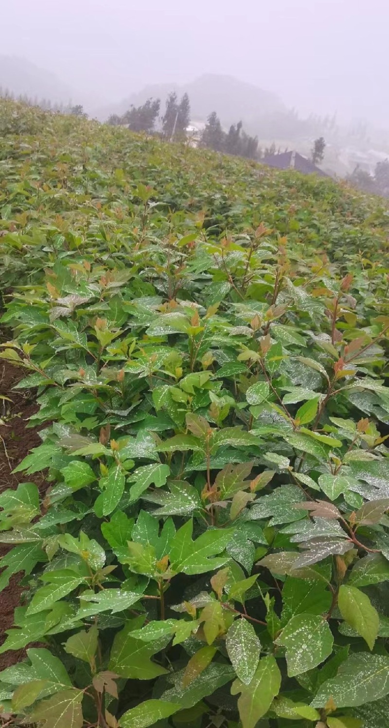 檫木苗（花楸树苗）提供两证一签一说明和发票