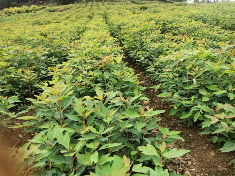 檫木苗（花楸树苗）提供两证一签一说明和发票