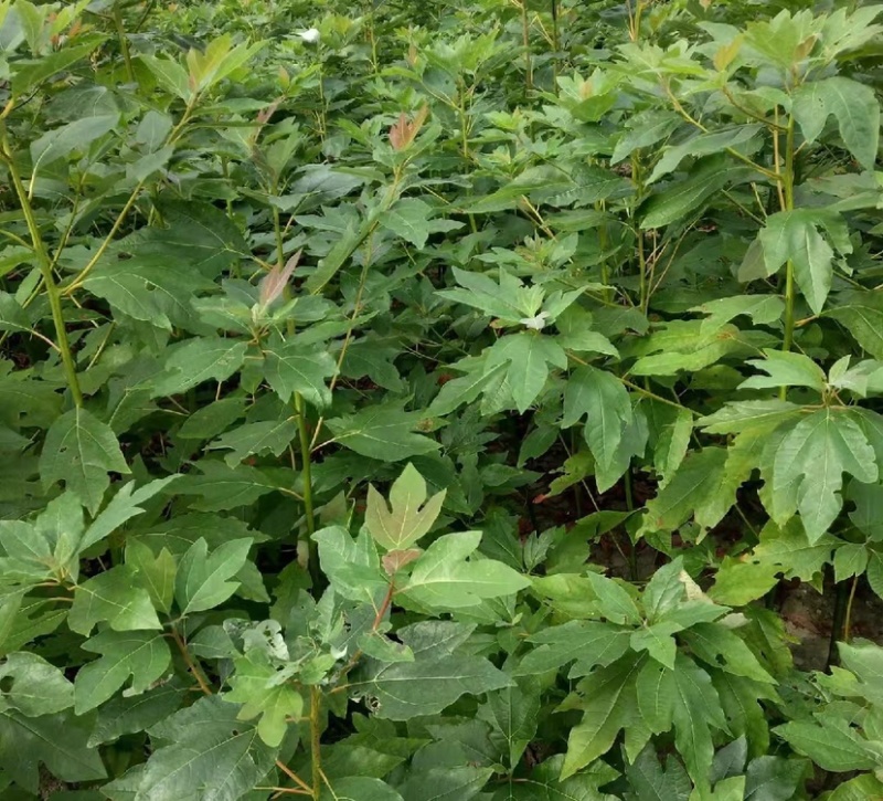 檫木苗（花楸树苗）提供两证一签一说明和发票