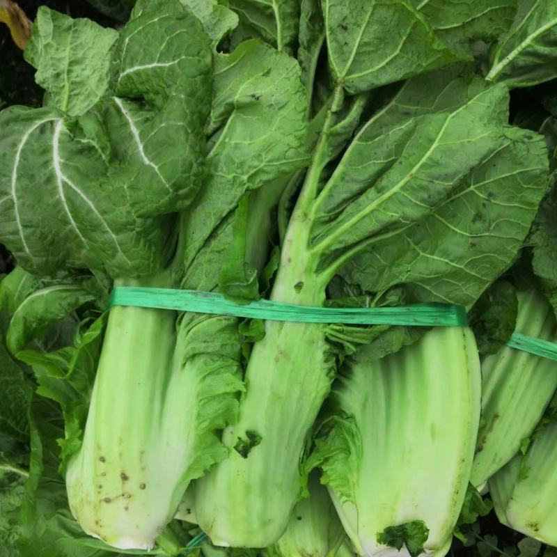 介菜，青菜，泡青菜基地直供，量大，欢迎订购。