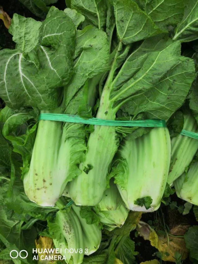介菜，青菜，泡青菜基地直供，量大，欢迎订购。