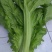介菜，青菜，泡青菜基地直供，量大，欢迎订购。