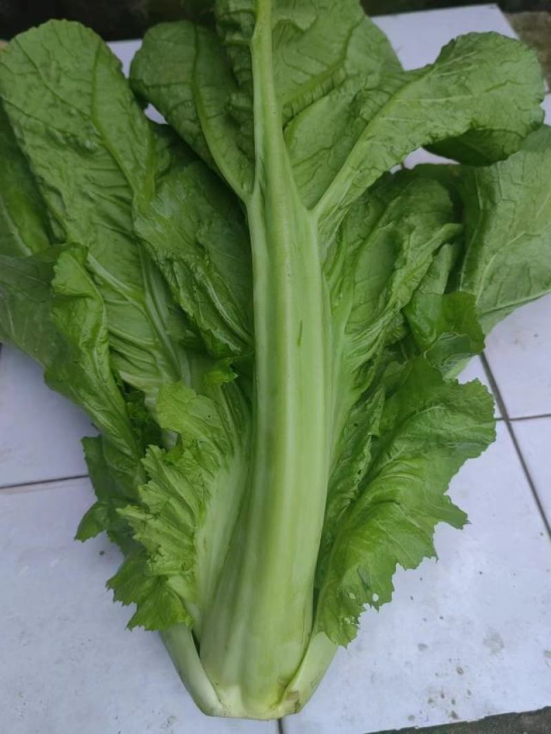 介菜，青菜，泡青菜基地直供，量大，欢迎订购。