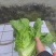 介菜，青菜，泡青菜基地直供，量大，欢迎订购。