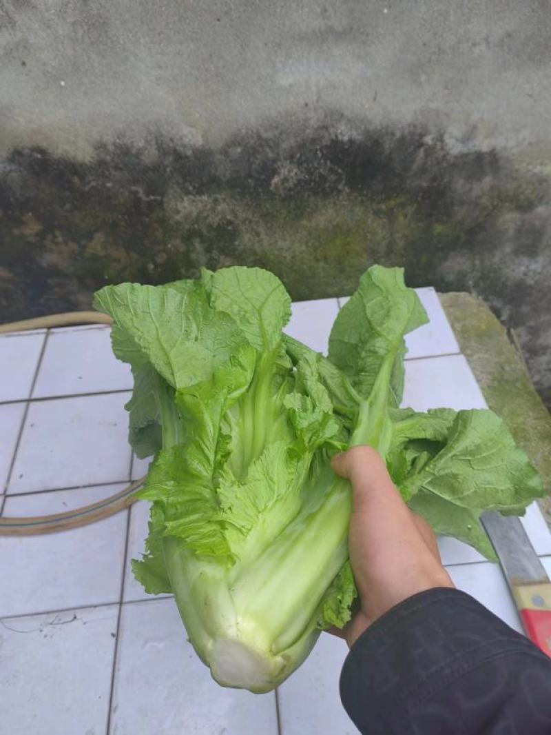 介菜，青菜，泡青菜基地直供，量大，欢迎订购。