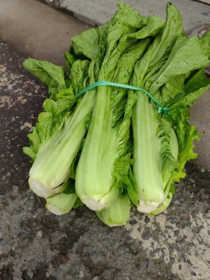 介菜，青菜，泡青菜基地直供，量大，欢迎订购。