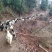 本地原生态散养活羊肉羊黑山羊白山羊邵阳市新邵县潭溪镇