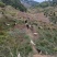 本地原生态散养活羊肉羊黑山羊白山羊邵阳市新邵县潭溪镇