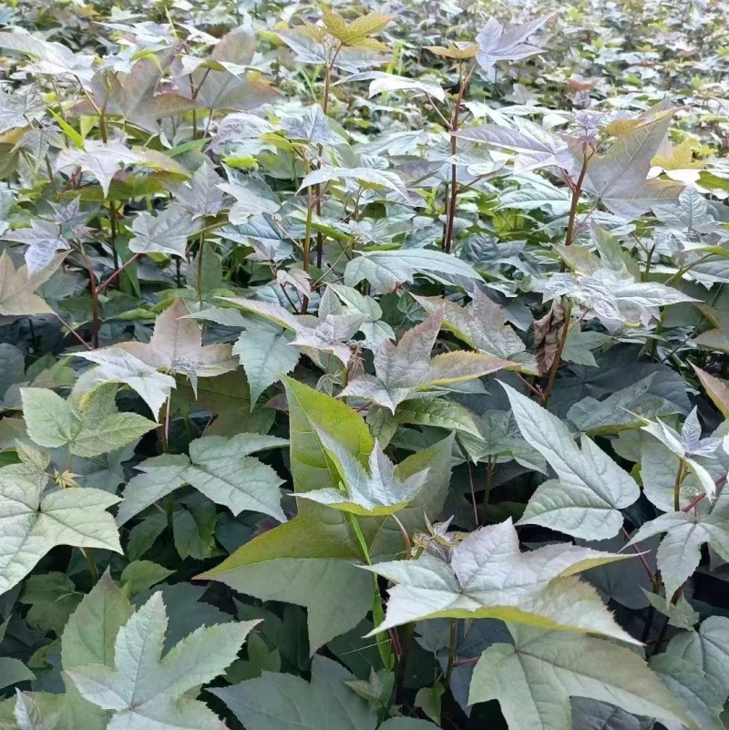 枫香树苗（基地自育，自产自销，价格实惠）