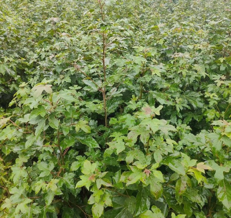 枫香树苗（基地自育，自产自销，价格实惠）