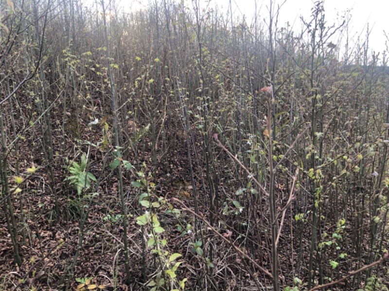 枫香树苗（基地自育，自产自销，价格实惠）
