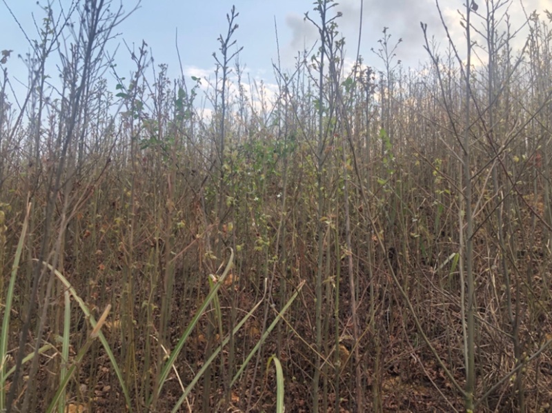 枫香树苗（基地自育，自产自销，价格实惠）