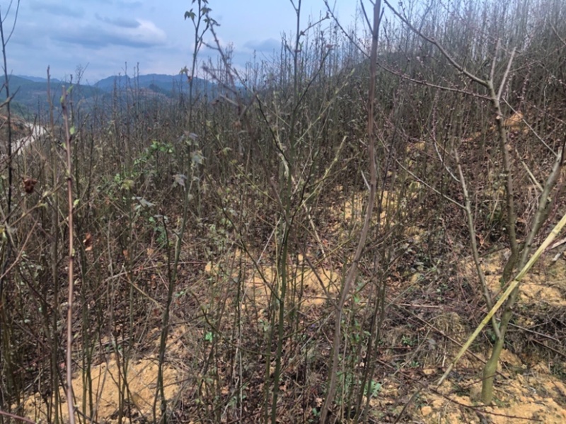 枫香树苗（基地自育，自产自销，价格实惠）
