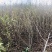 枫香树苗（基地自育，自产自销，价格实惠）