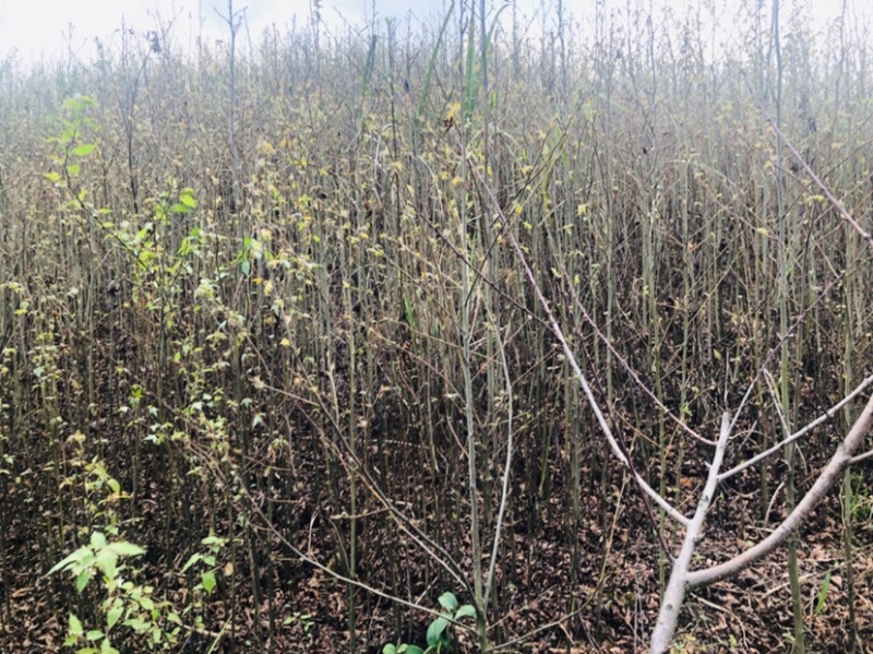 枫香树苗（基地自育，自产自销，价格实惠）