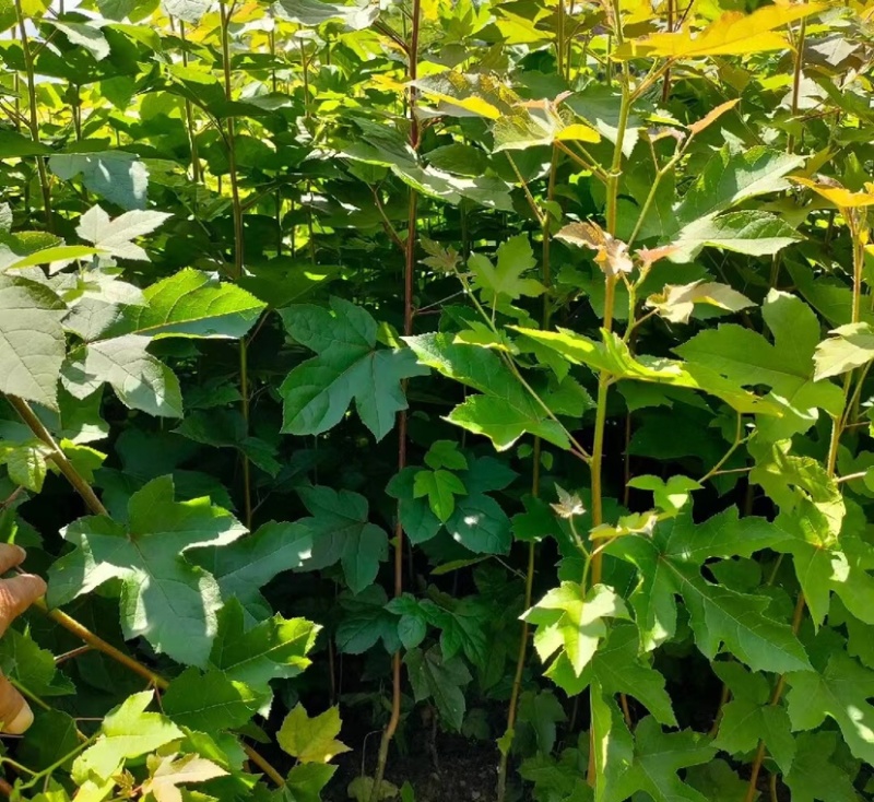 枫香树苗（基地自育，自产自销，价格实惠）
