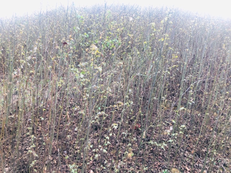 枫香树苗（基地自育，自产自销，价格实惠）