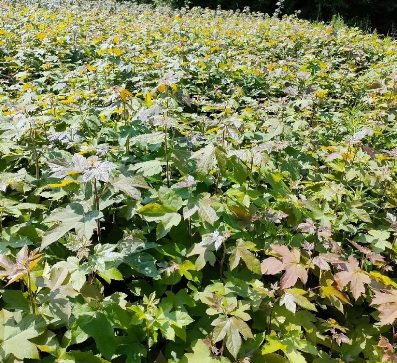 枫香树苗（基地自育，自产自销，价格实惠）