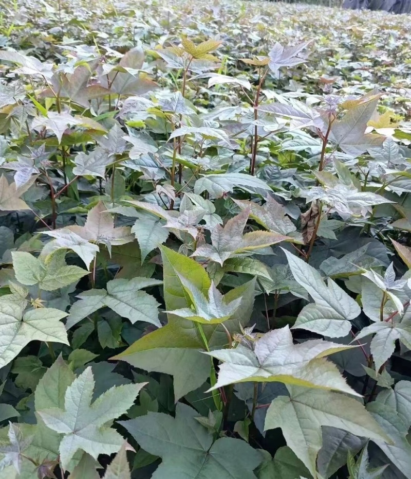 枫香树苗（基地自育，自产自销，价格实惠）