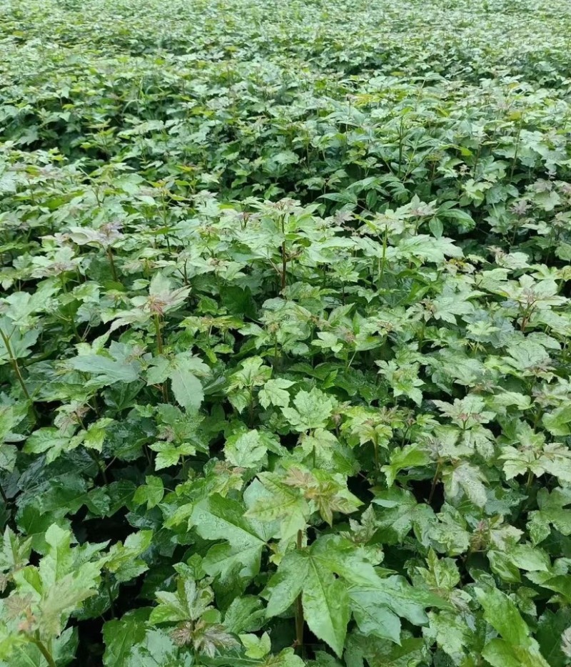 枫香树苗（基地自育，自产自销，价格实惠）