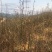 枫香树苗（基地自育，自产自销，价格实惠）