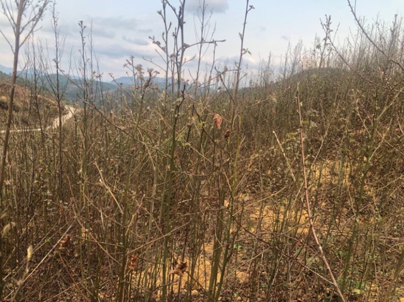 枫香树苗（基地自育，自产自销，价格实惠）
