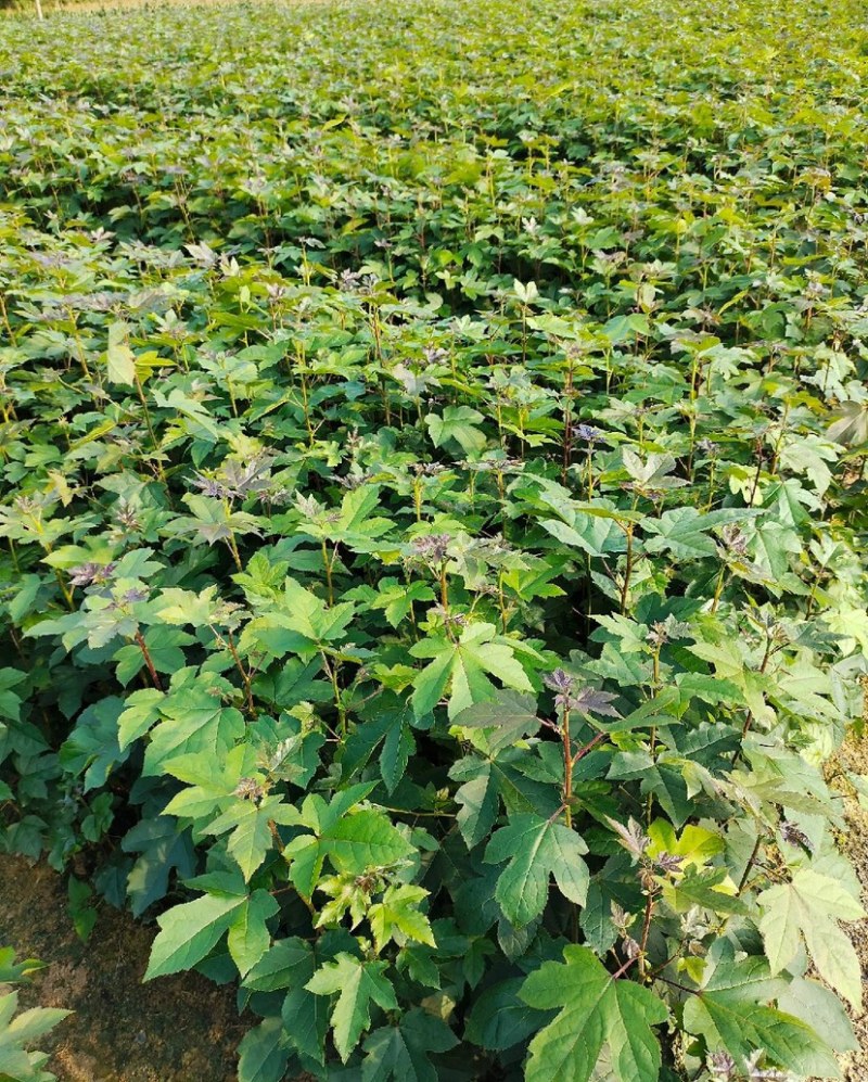 枫香树苗（基地自育，自产自销，价格实惠）
