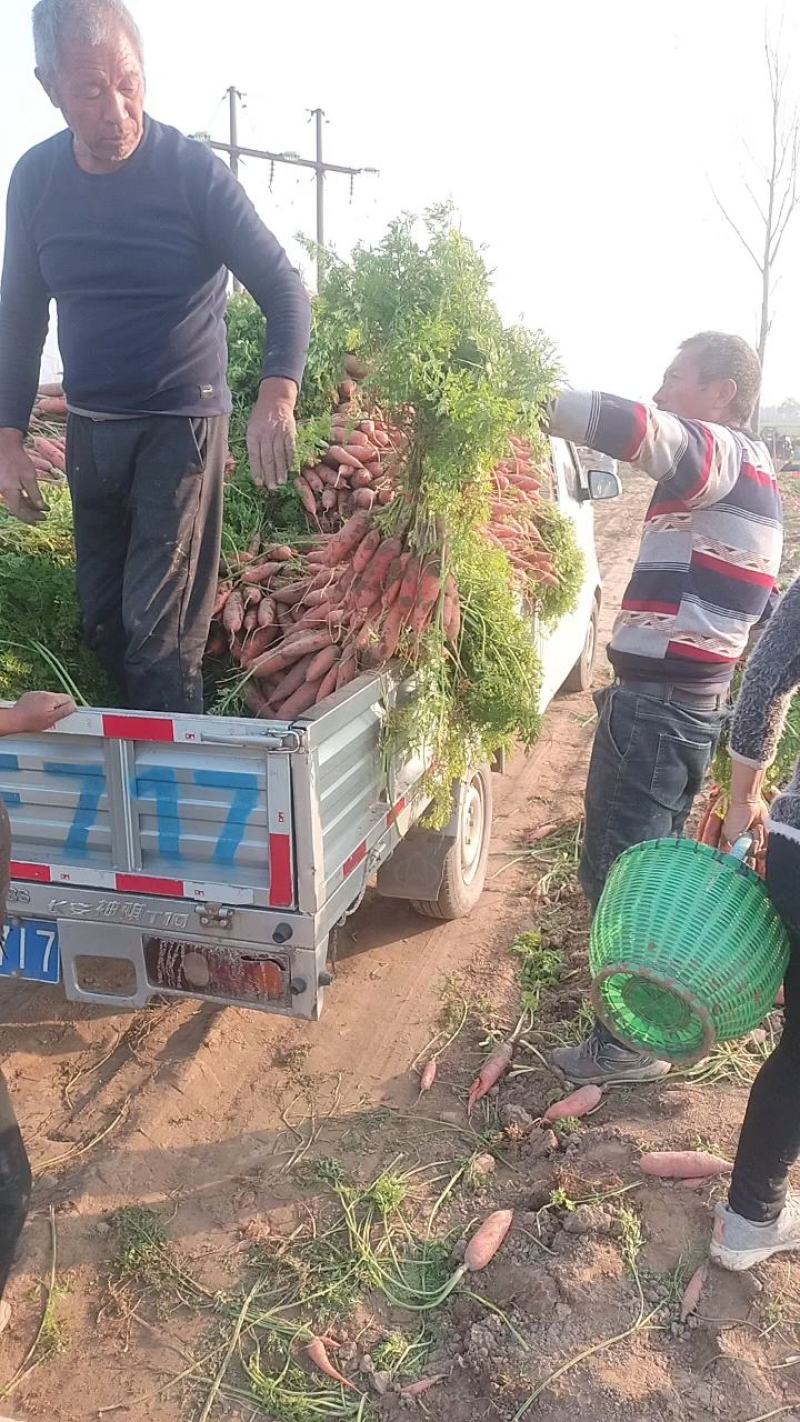 大量批发小顶红萝卜，品种纯当天挖当天装车，欢迎选购。