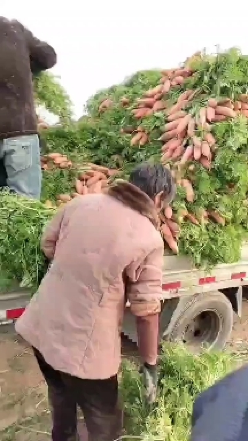 大量批发小顶红萝卜，品种纯当天挖当天装车，欢迎选购。