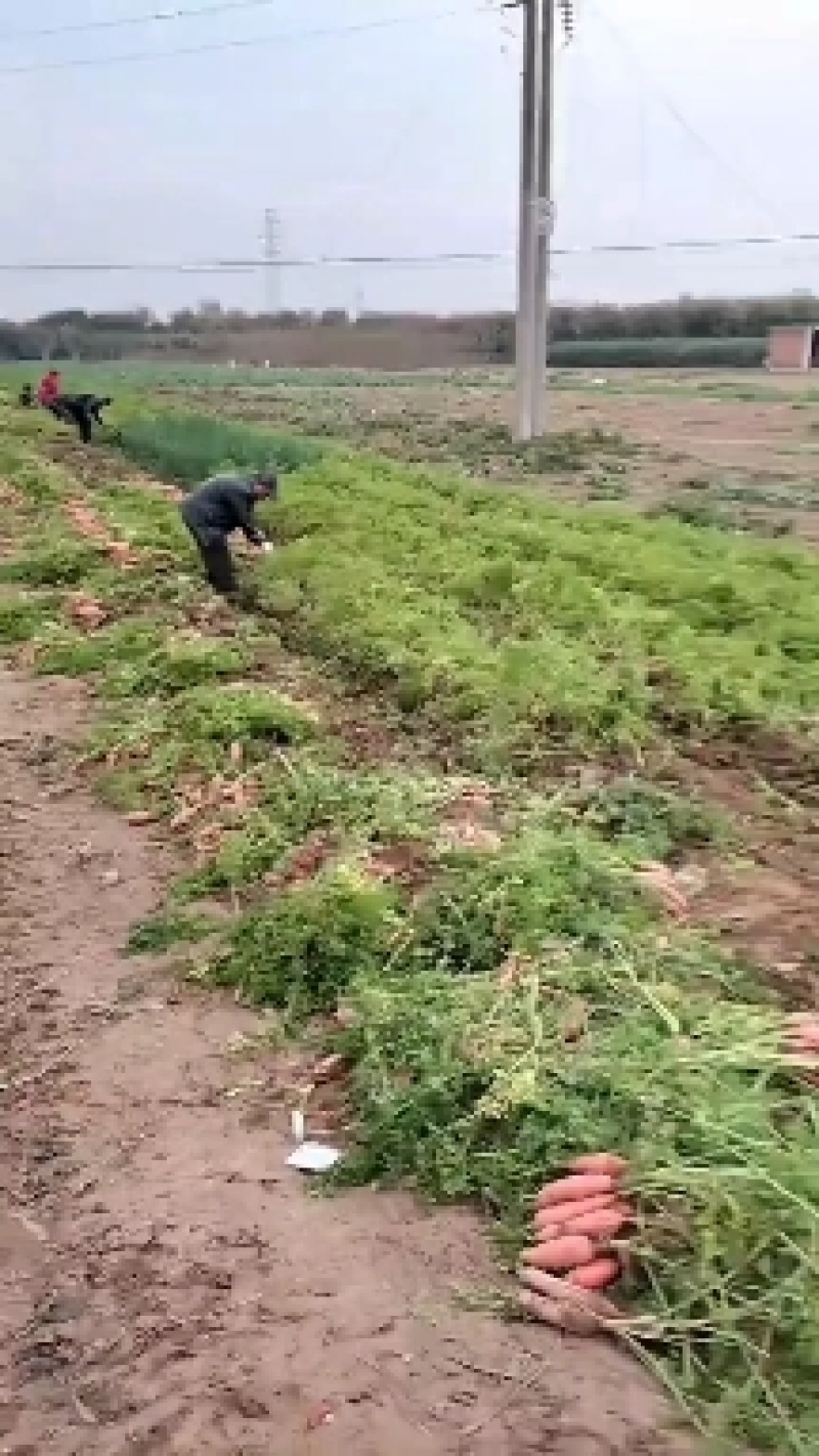 大量批发小顶红萝卜，品种纯当天挖当天装车，欢迎选购。