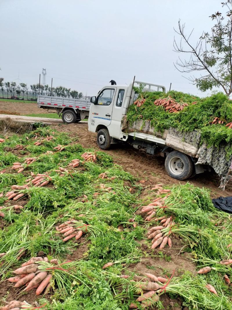大量批发小顶红萝卜，品种纯当天挖当天装车，欢迎选购。